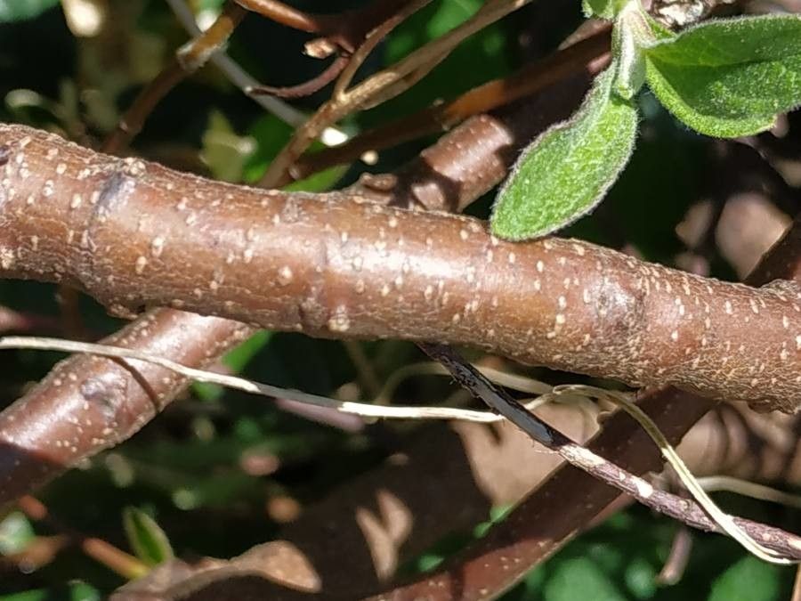 Cistus parviflorus bark
