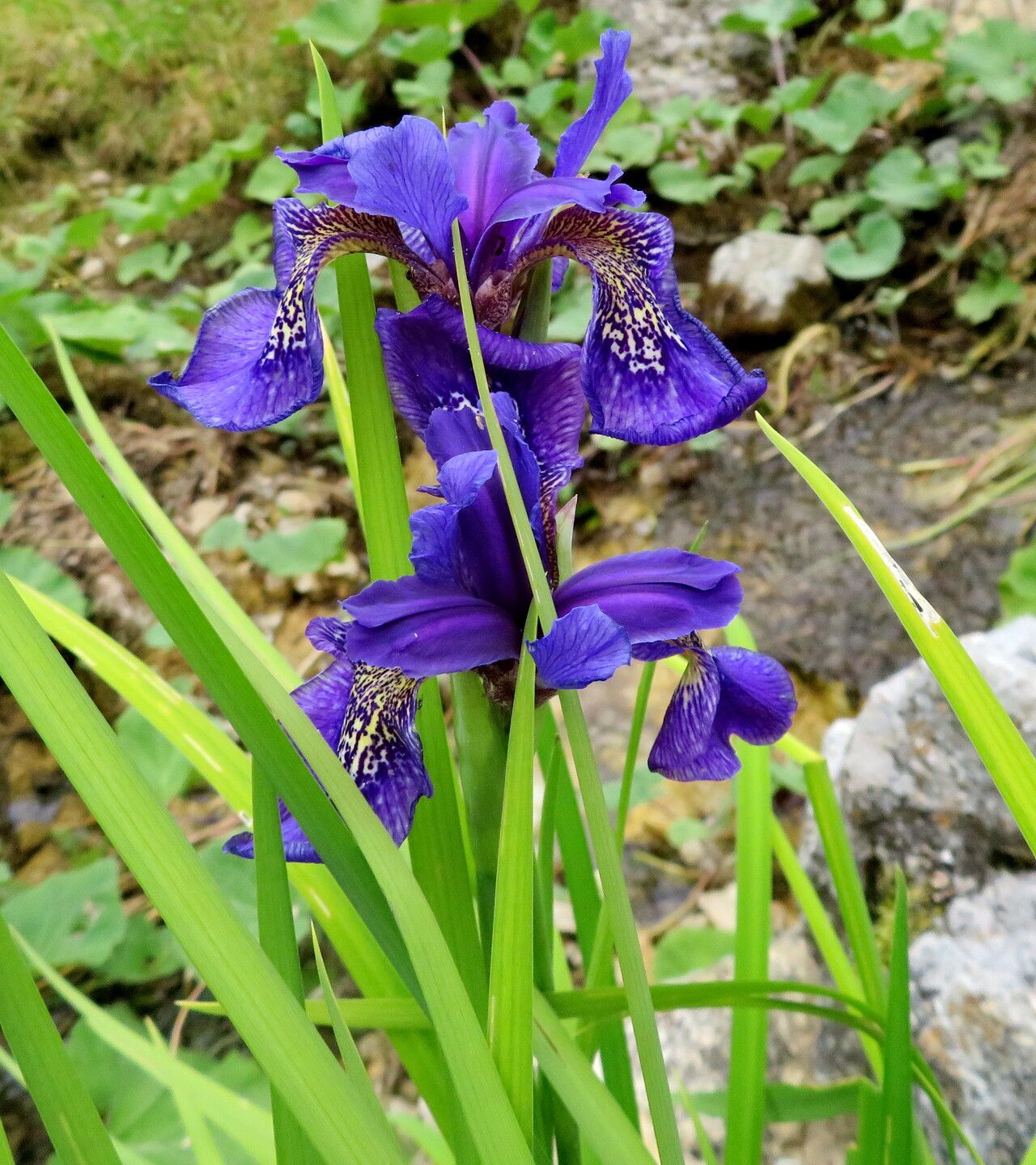 Iris longipetala habit