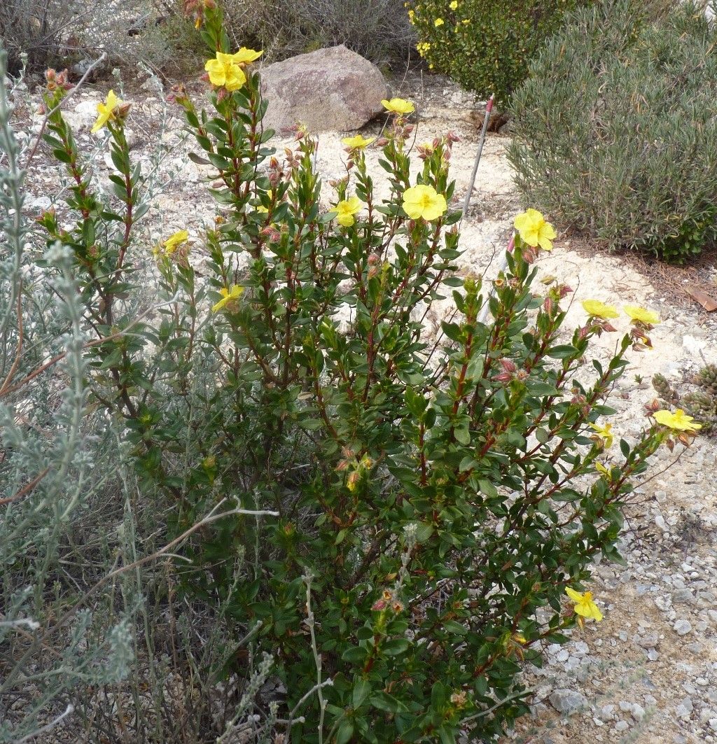 Helianthemum alypoides habit
