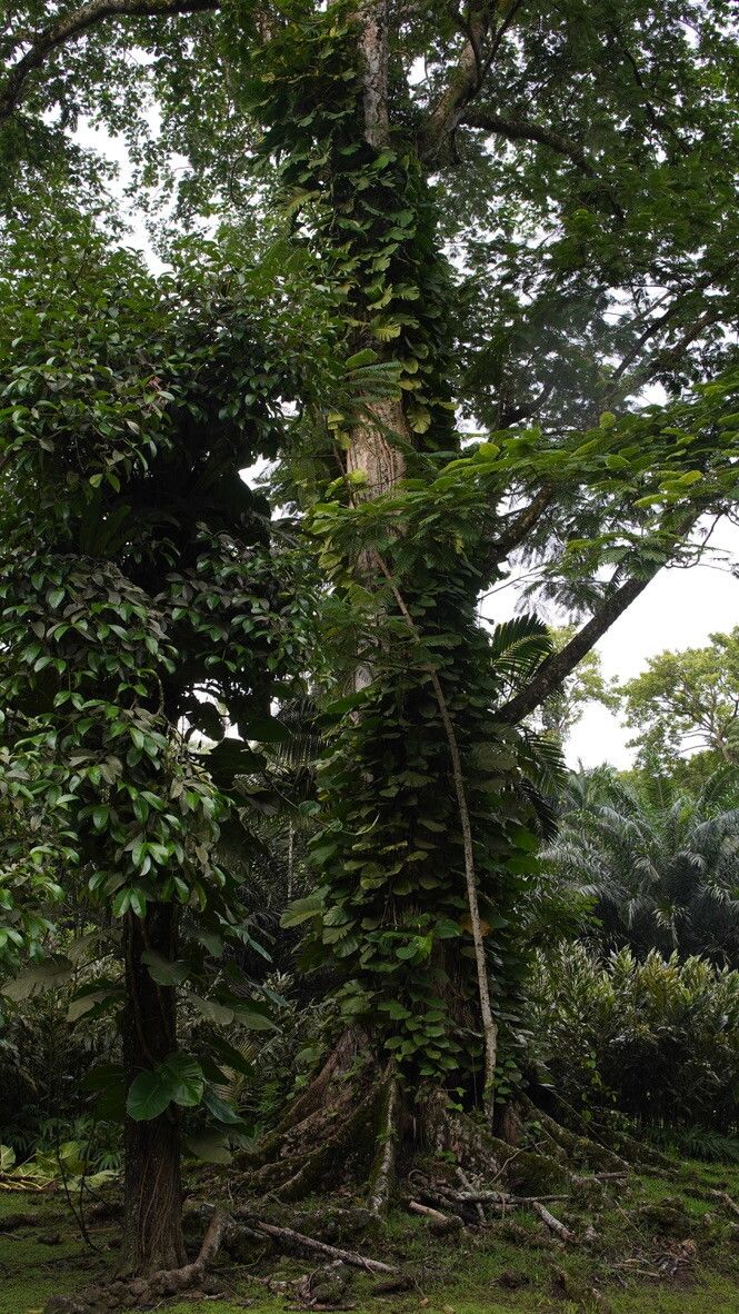 Parkia javanica bark