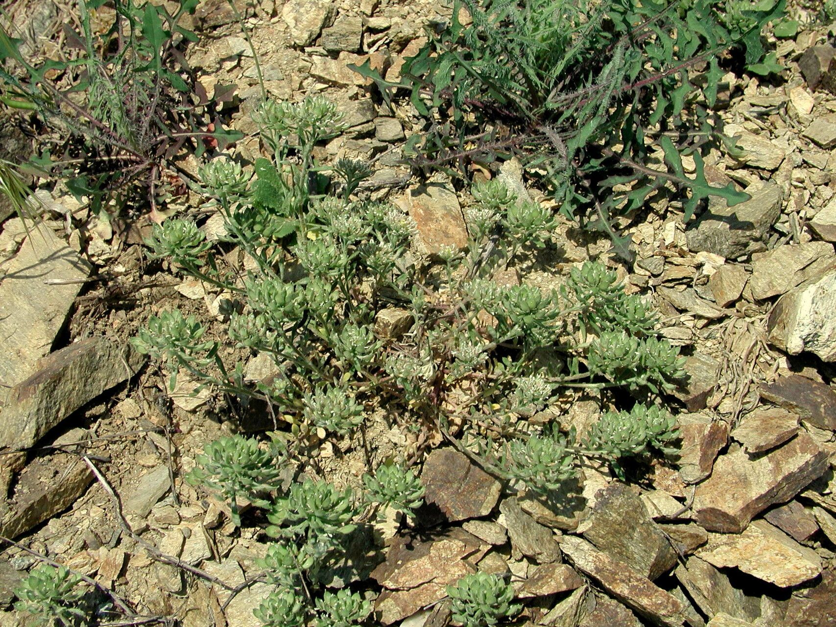 Alyssum umbellatum habit