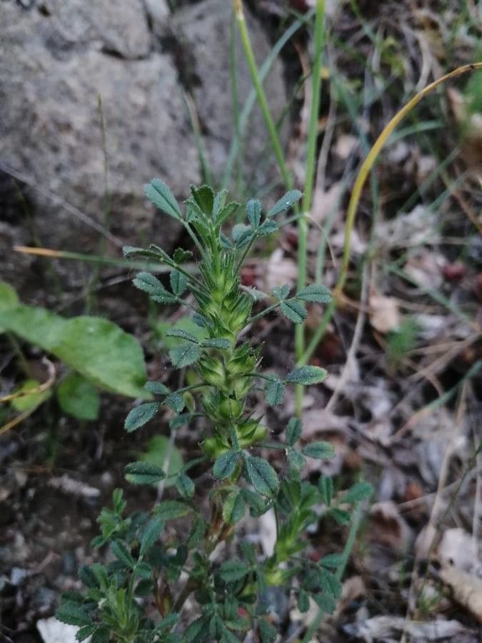 Ononis pusilla fruit