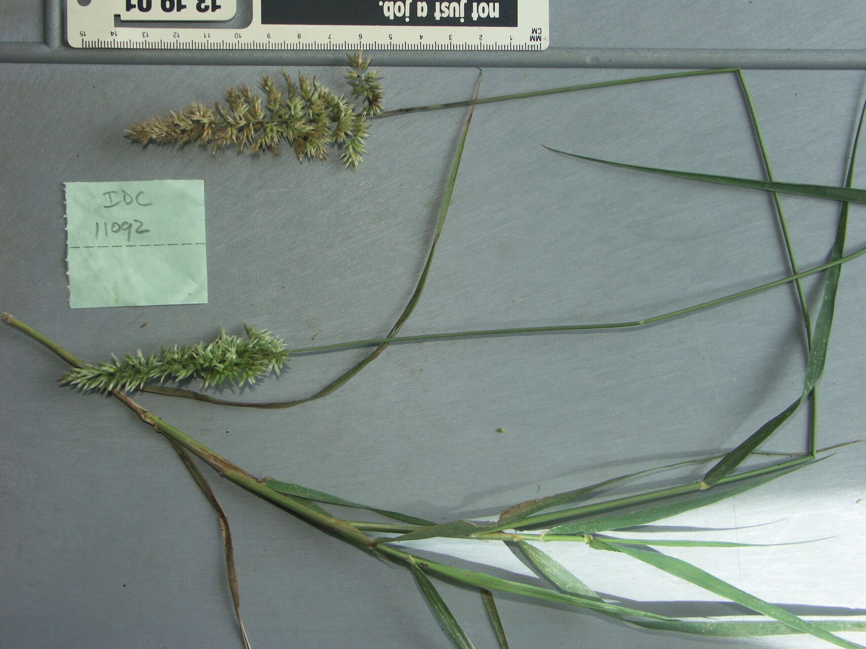 Enneapogon pallidus — related species from the same genus