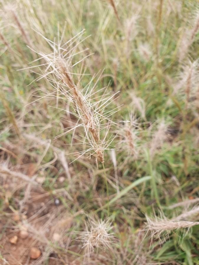 Aristida barbicollis fruit
