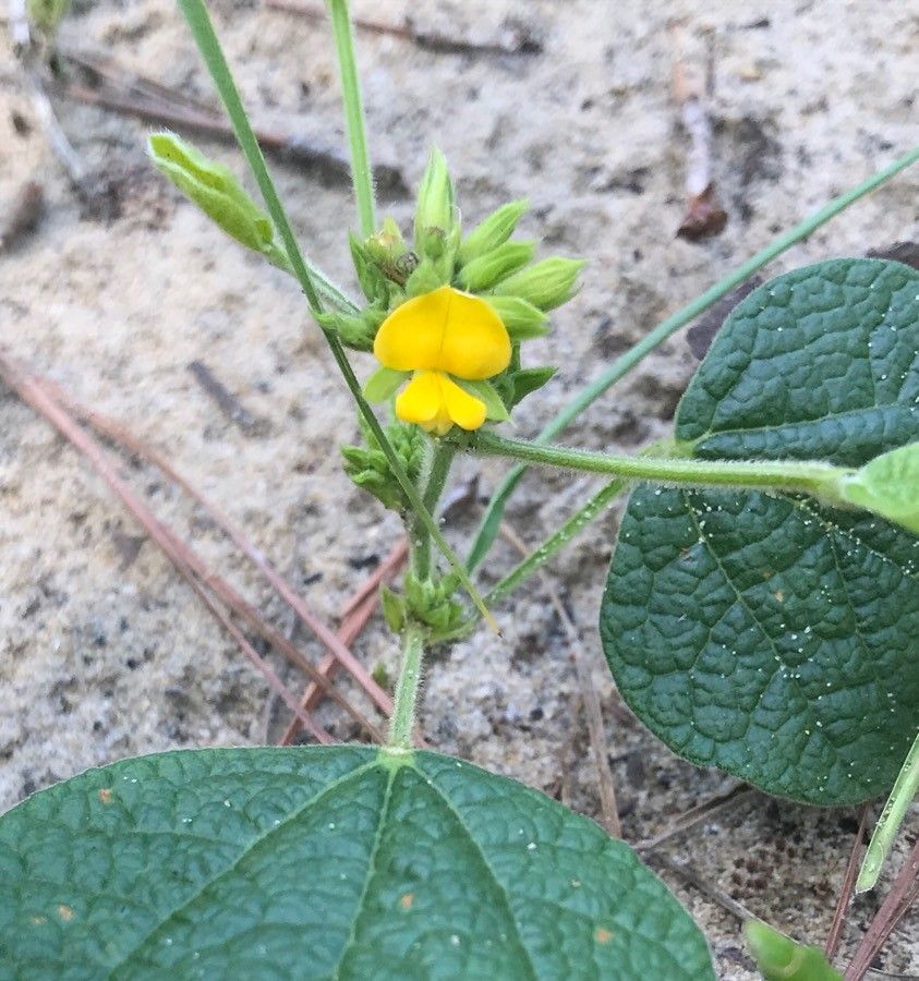 Rhynchosia reniformis — houseplant care guide