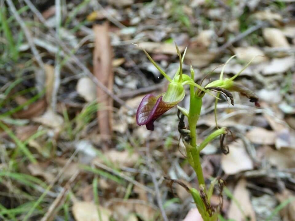 Cryptostylis ovata — related species from the same genus