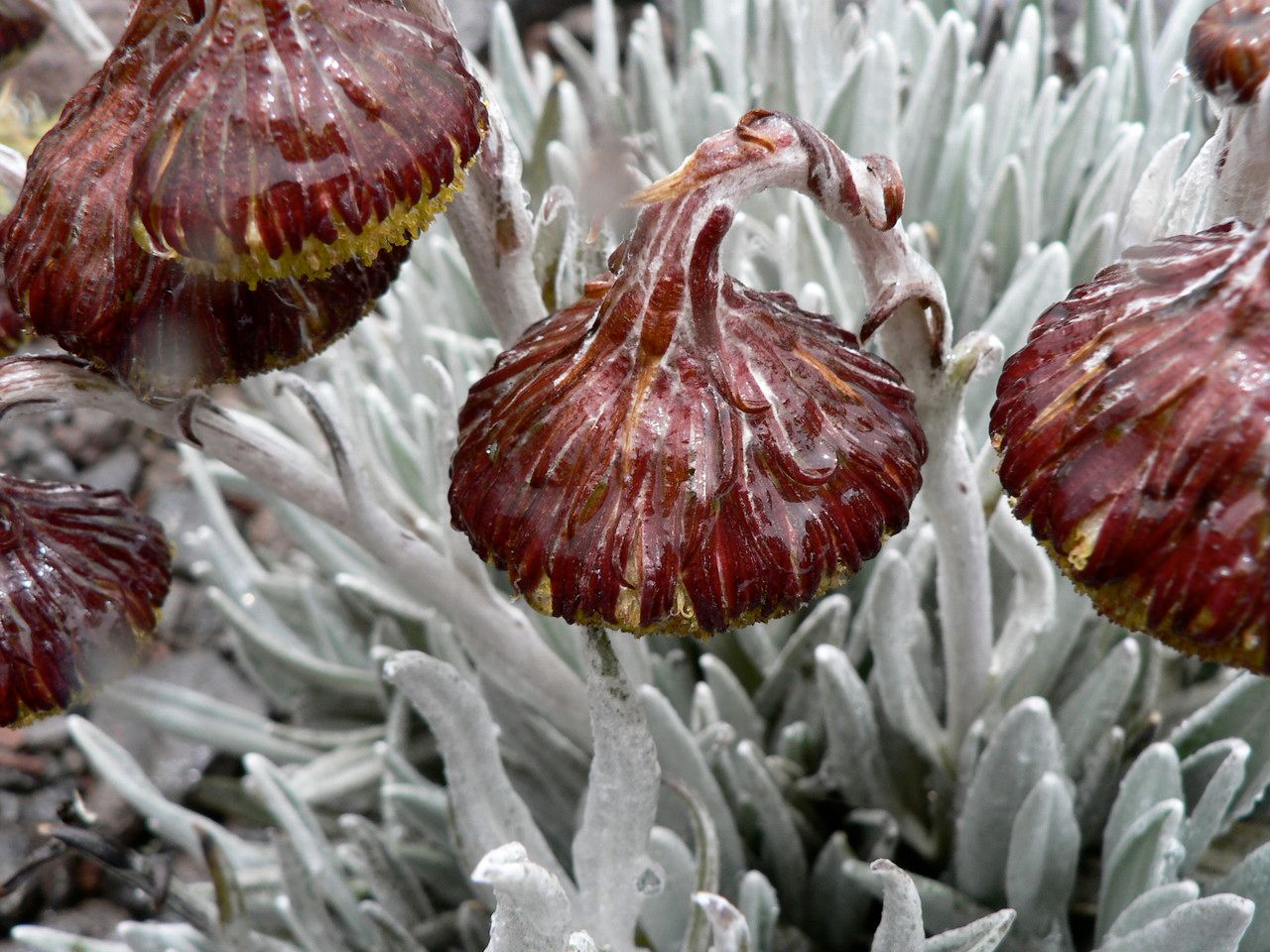 Senecio nivalis flower