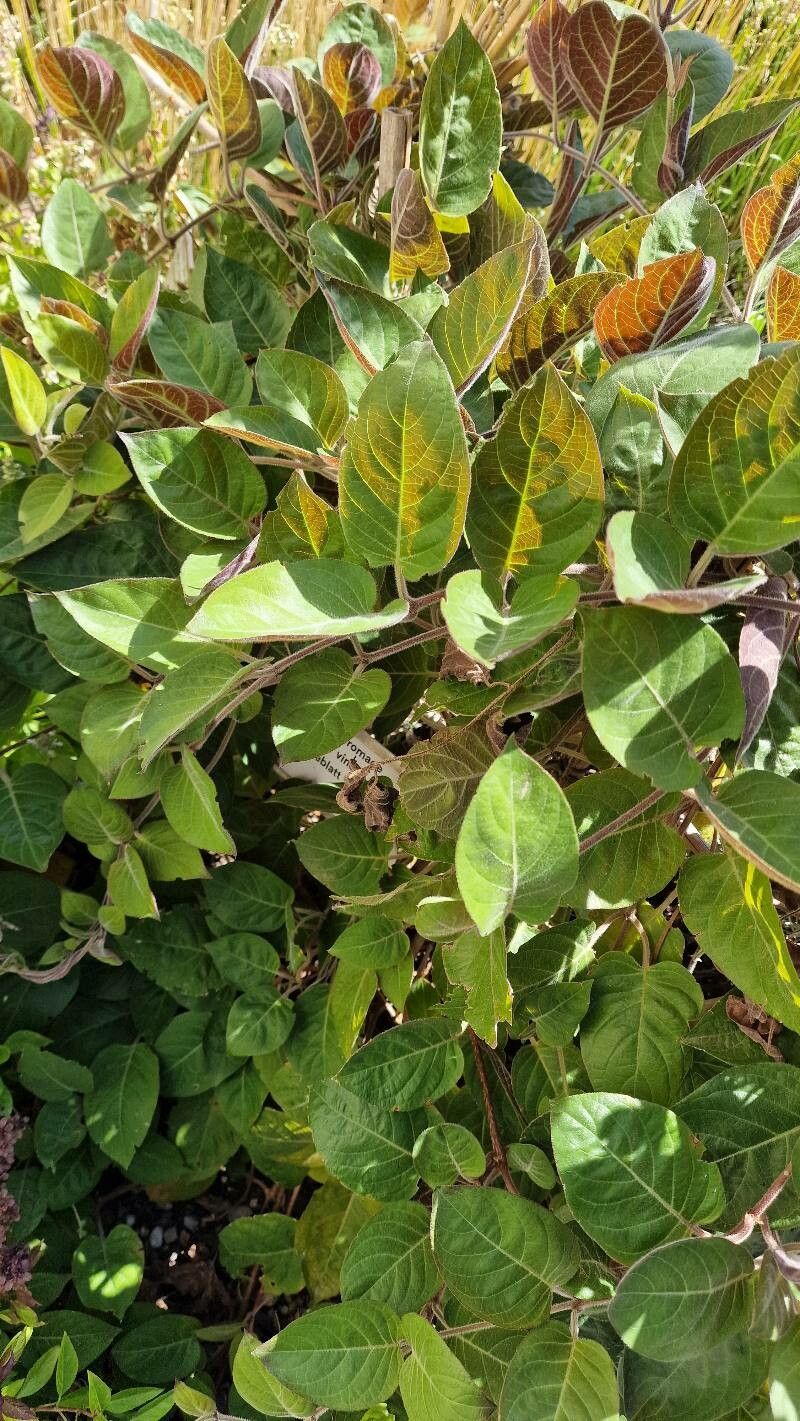 Paederia lanuginosa flower