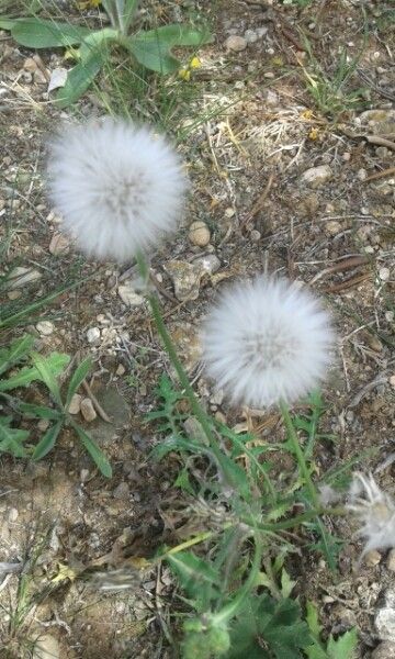 Reichardia tingitana fruit