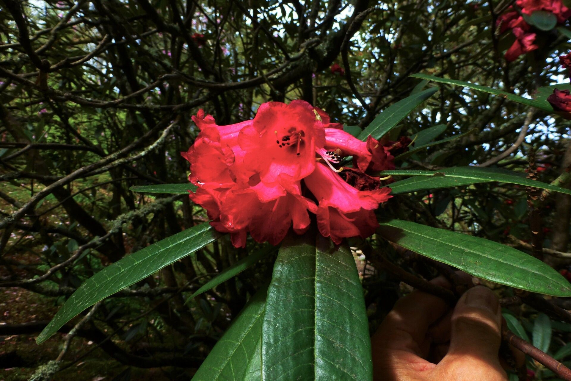 Rhododendron lanigerum flower