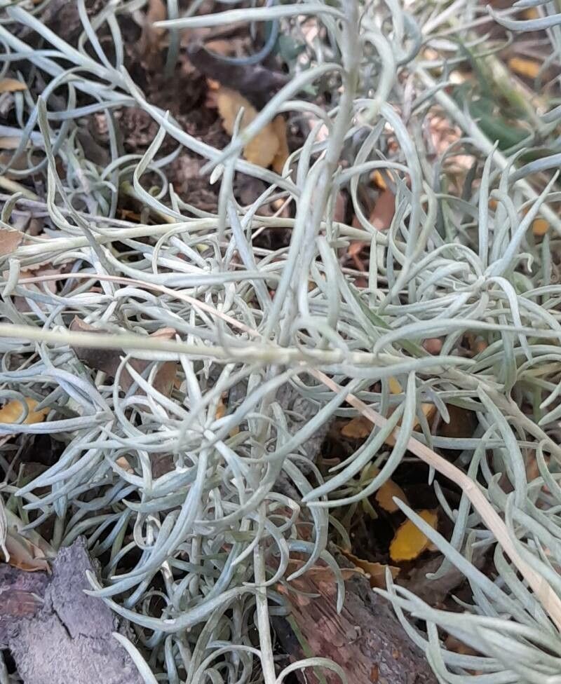 Senecio chilensis leaf
