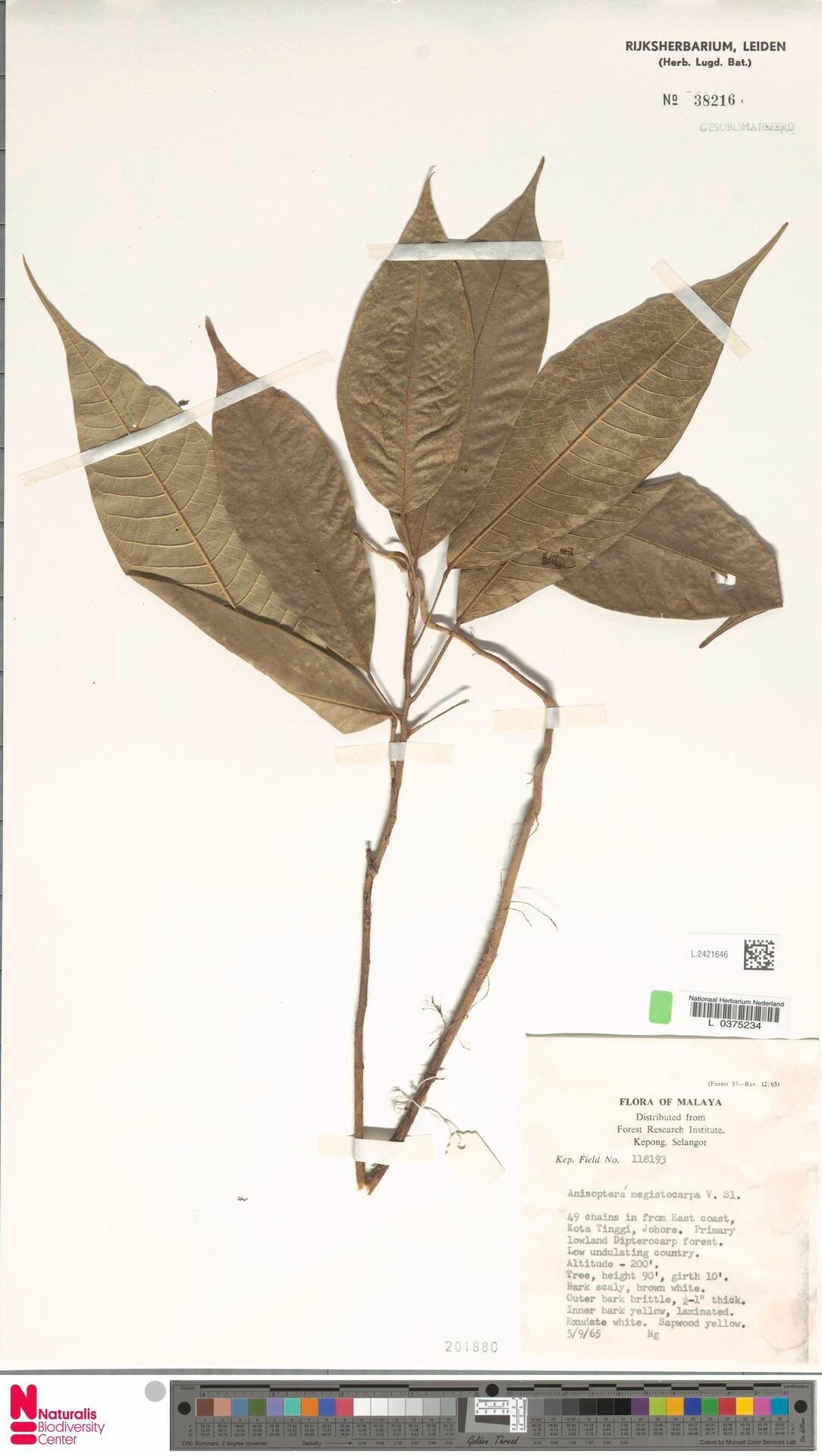 Anisoptera megistocarpa — related species from the same genus