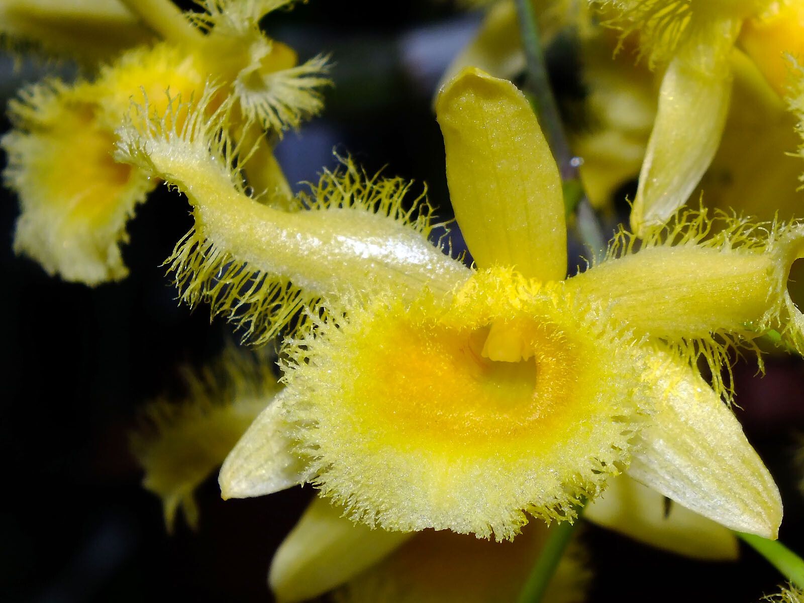 Dendrobium harveyanum — houseplant care guide