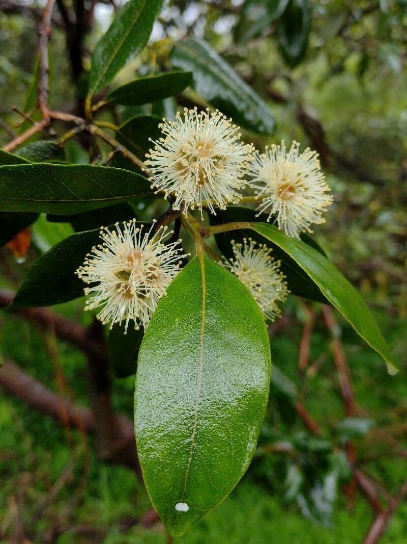 Syncarpia glomulifera flower