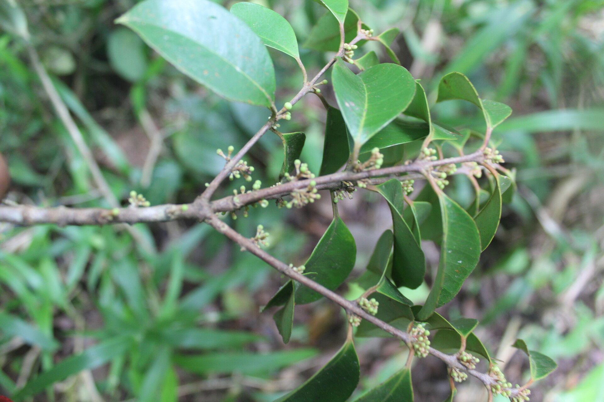 Eugenia cartagensis leaf