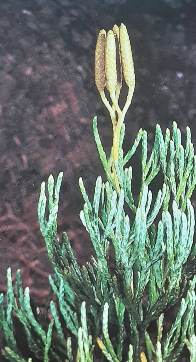 Lycopodium tristachyum flower