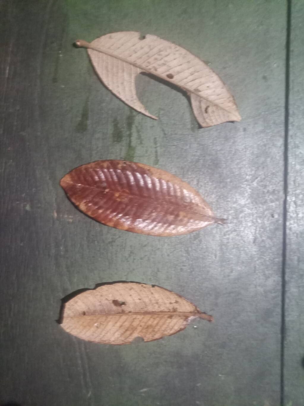 Parinari rodolphi leaf