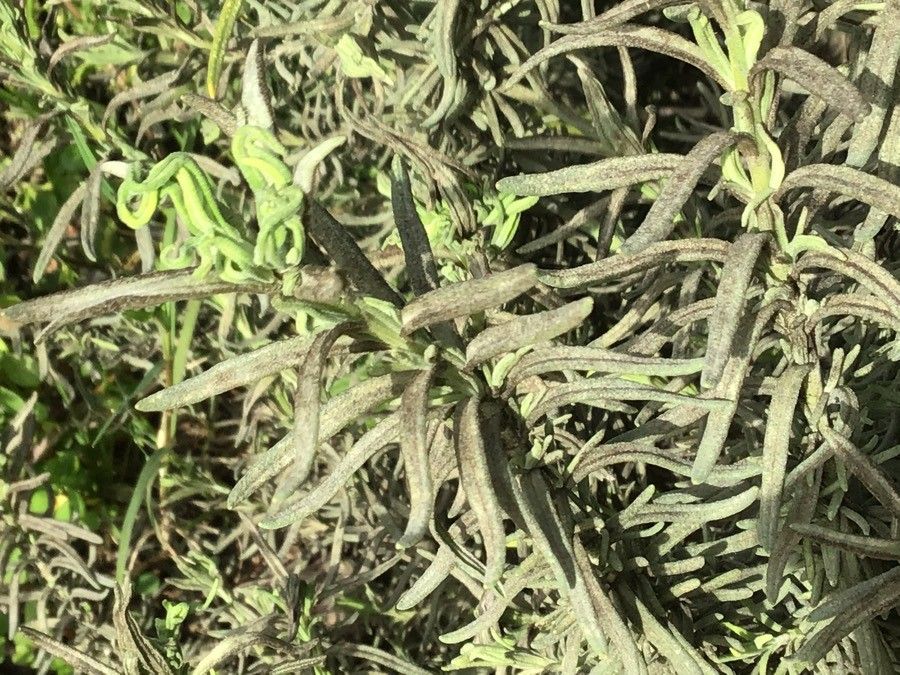 Lavandula pedunculata leaf