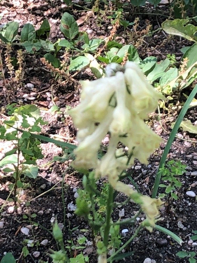 Aconitum vulparia flower