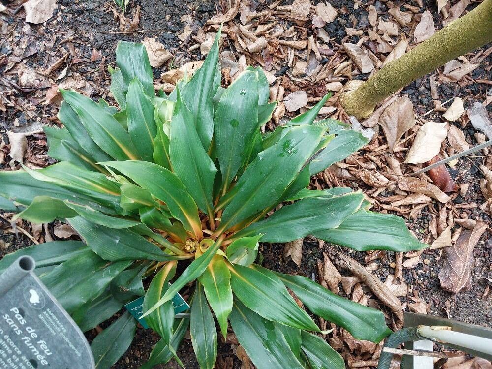 Chlorophytum filipendulum — search result for 'Chlorophytum'