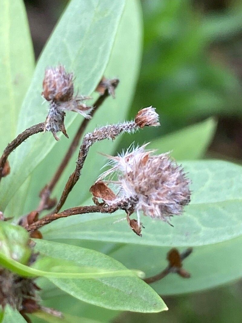 Globularia salicina fruit