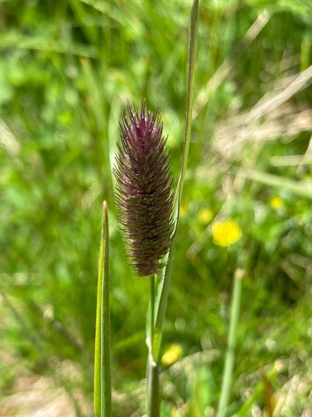 Phleum rhaeticum — search result for 'Phleum'