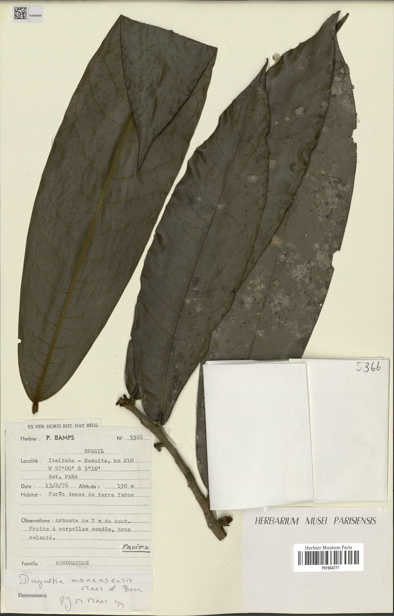 Duguetia manausensis — houseplant care guide