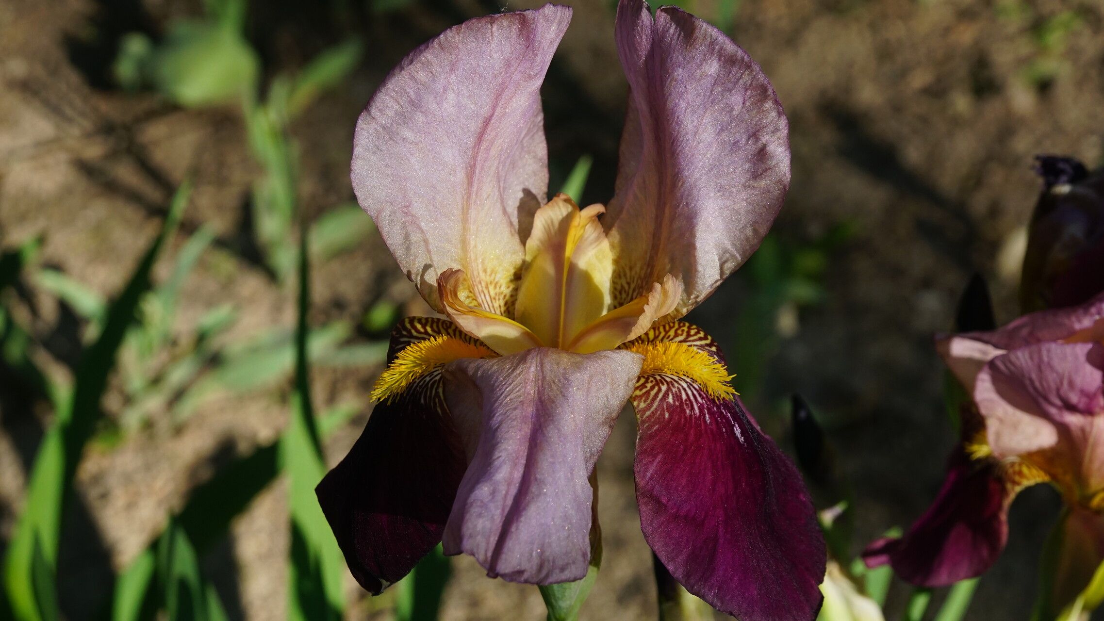 Iris hybrida flower