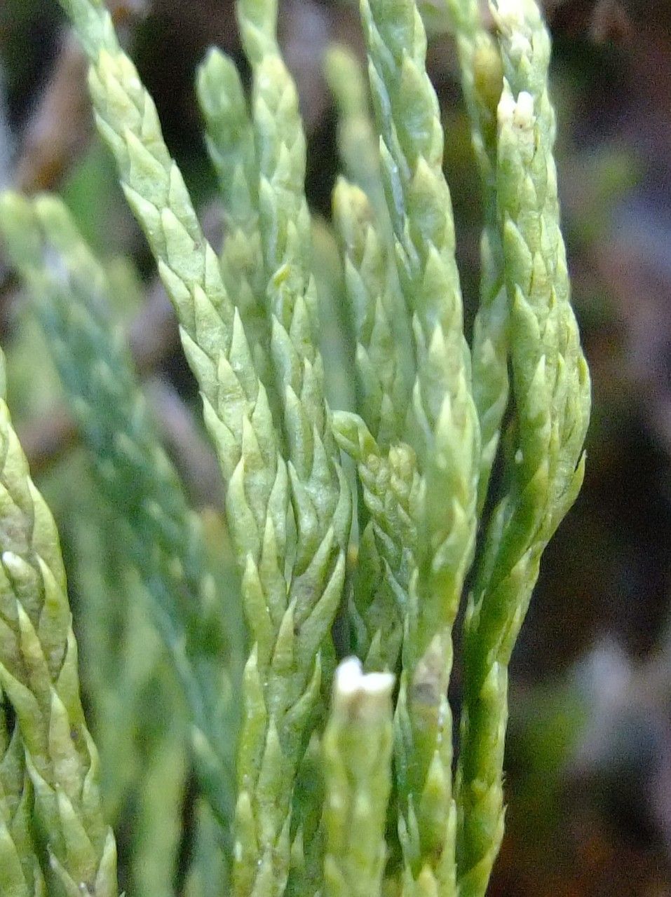 Diphasiastrum zeilleri bark