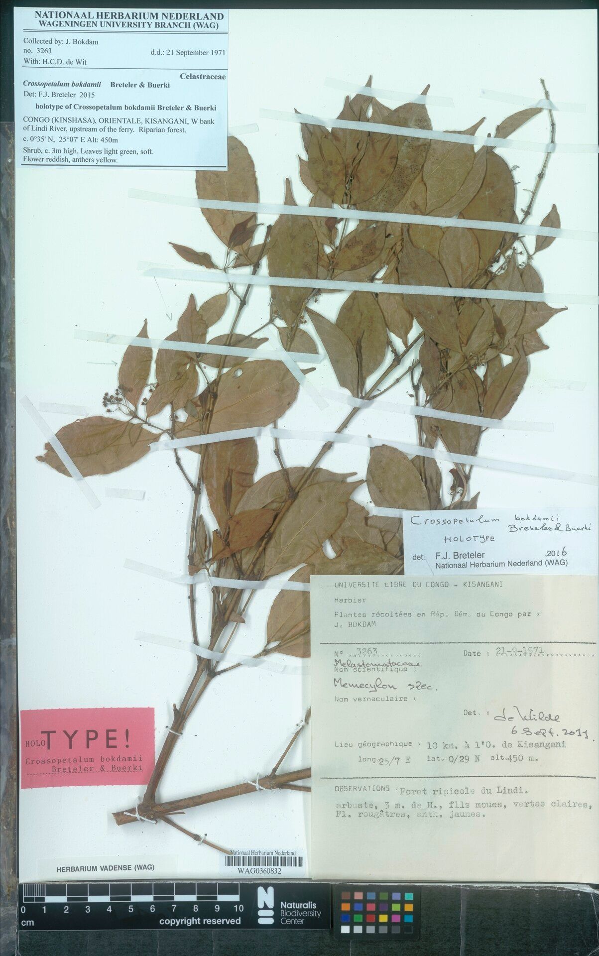 Crossopetalum bokdamii — related species from the same genus