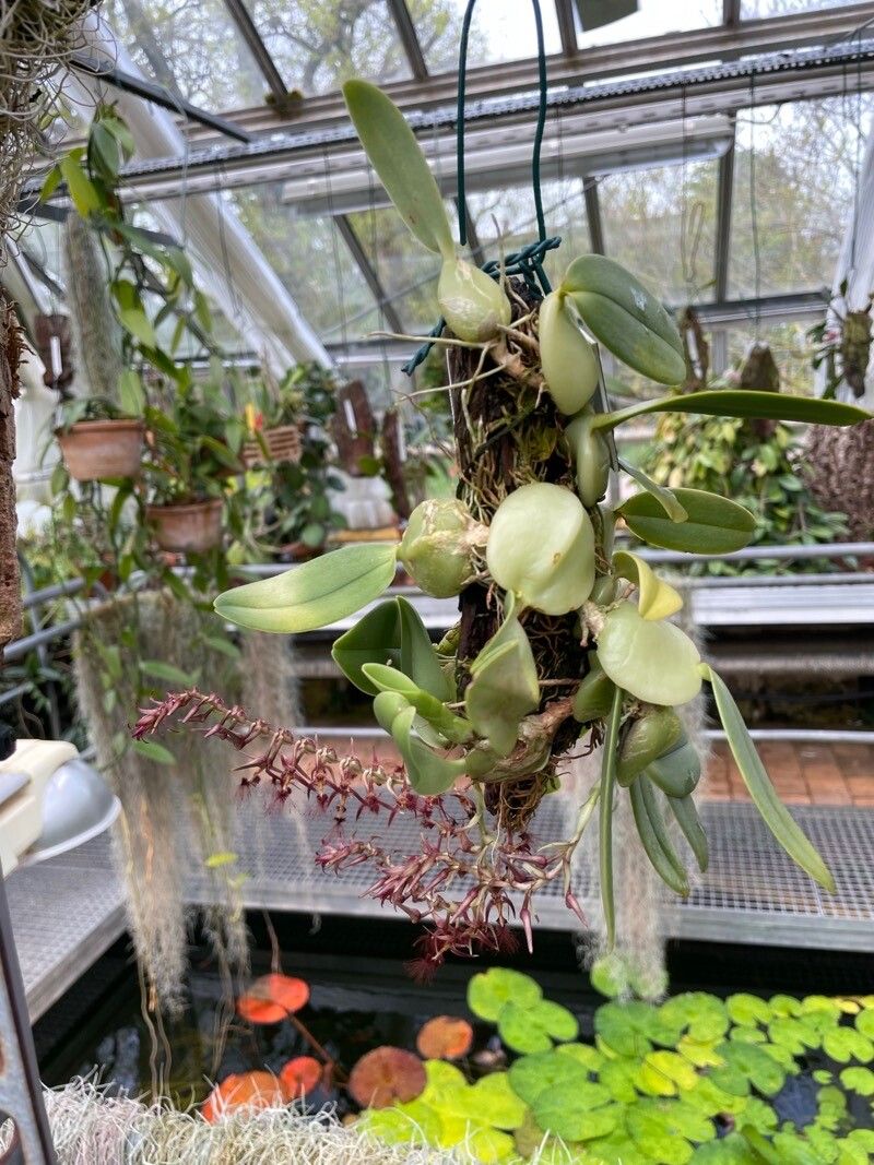 Bulbophyllum barbigerum habit