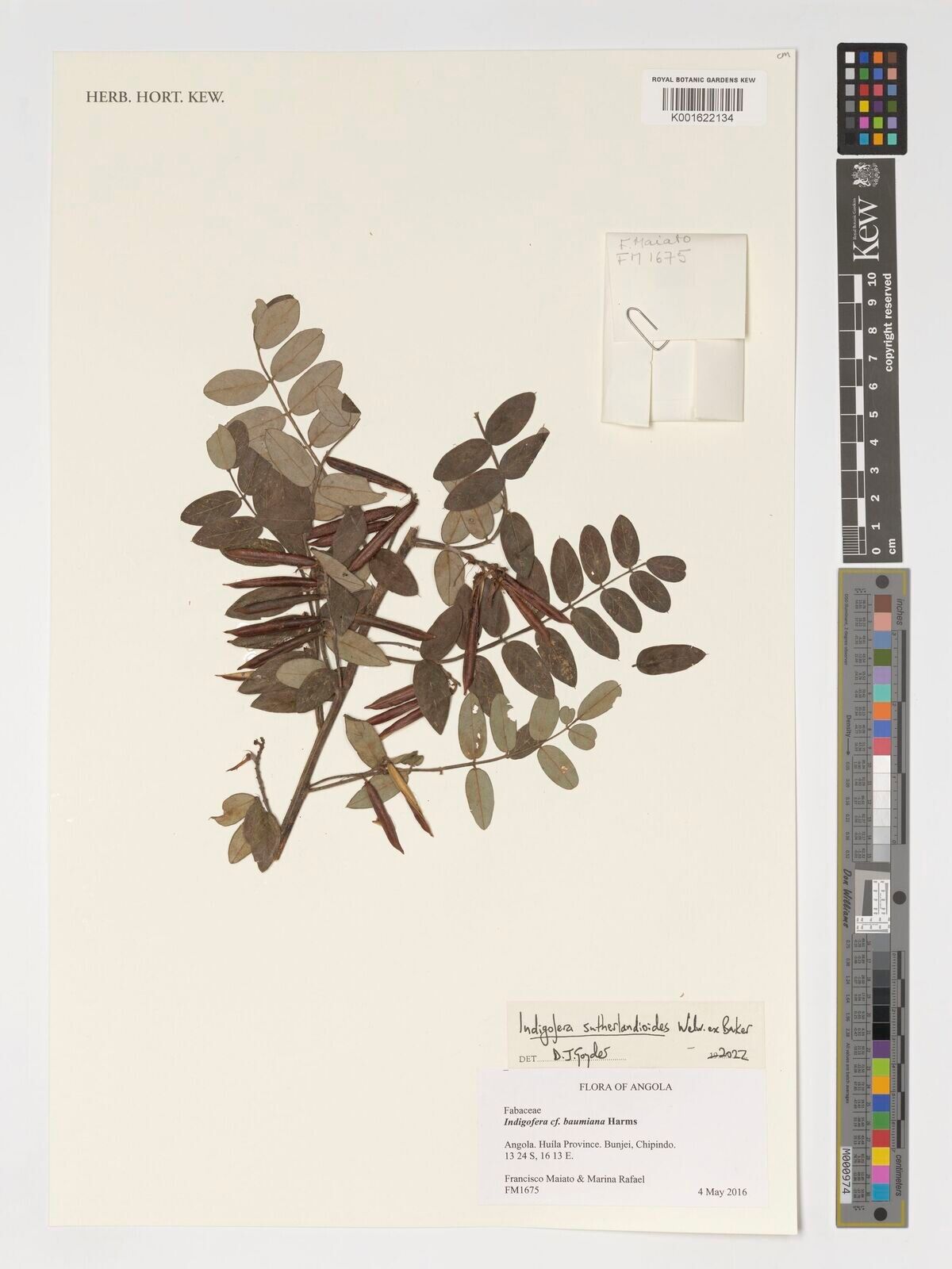 Indigofera sutherlandioides — houseplant care guide