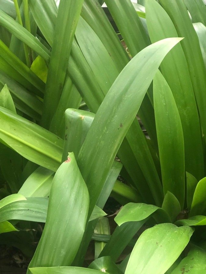 Hymenocallis littoralis leaf