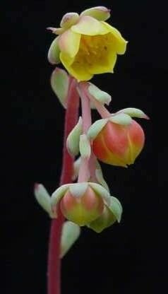 Echeveria globulosa flower