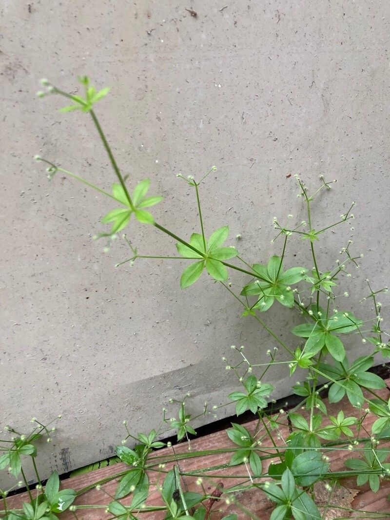 Galium triflorum — search result for 'Rubiaceae'