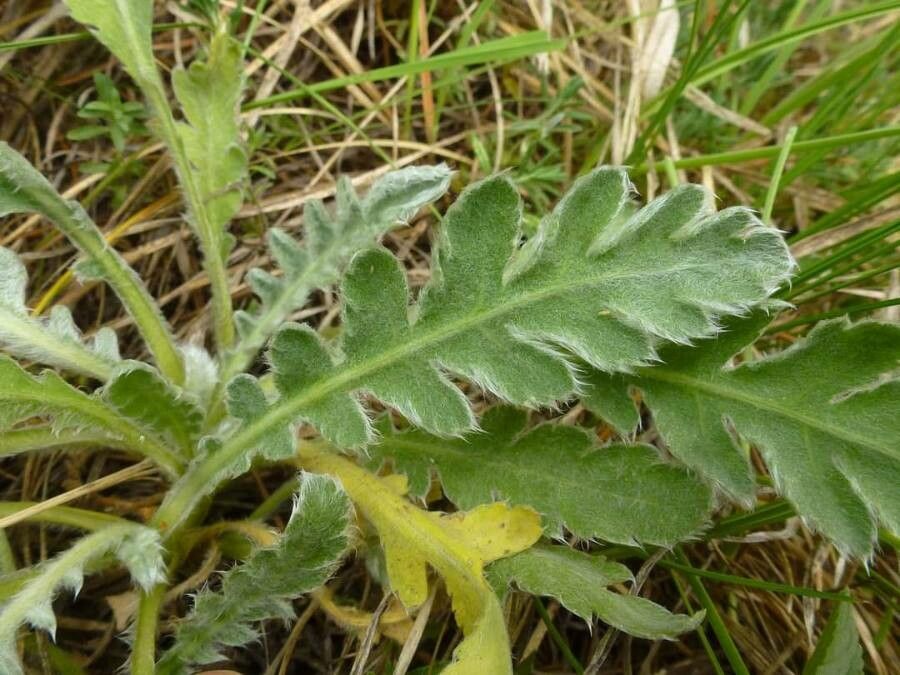 Achillea holosericea leaf