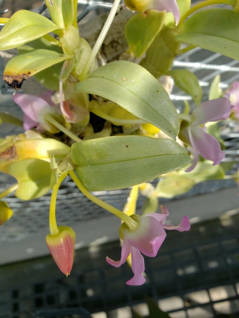 Dendrobium trantuanii — houseplant care guide