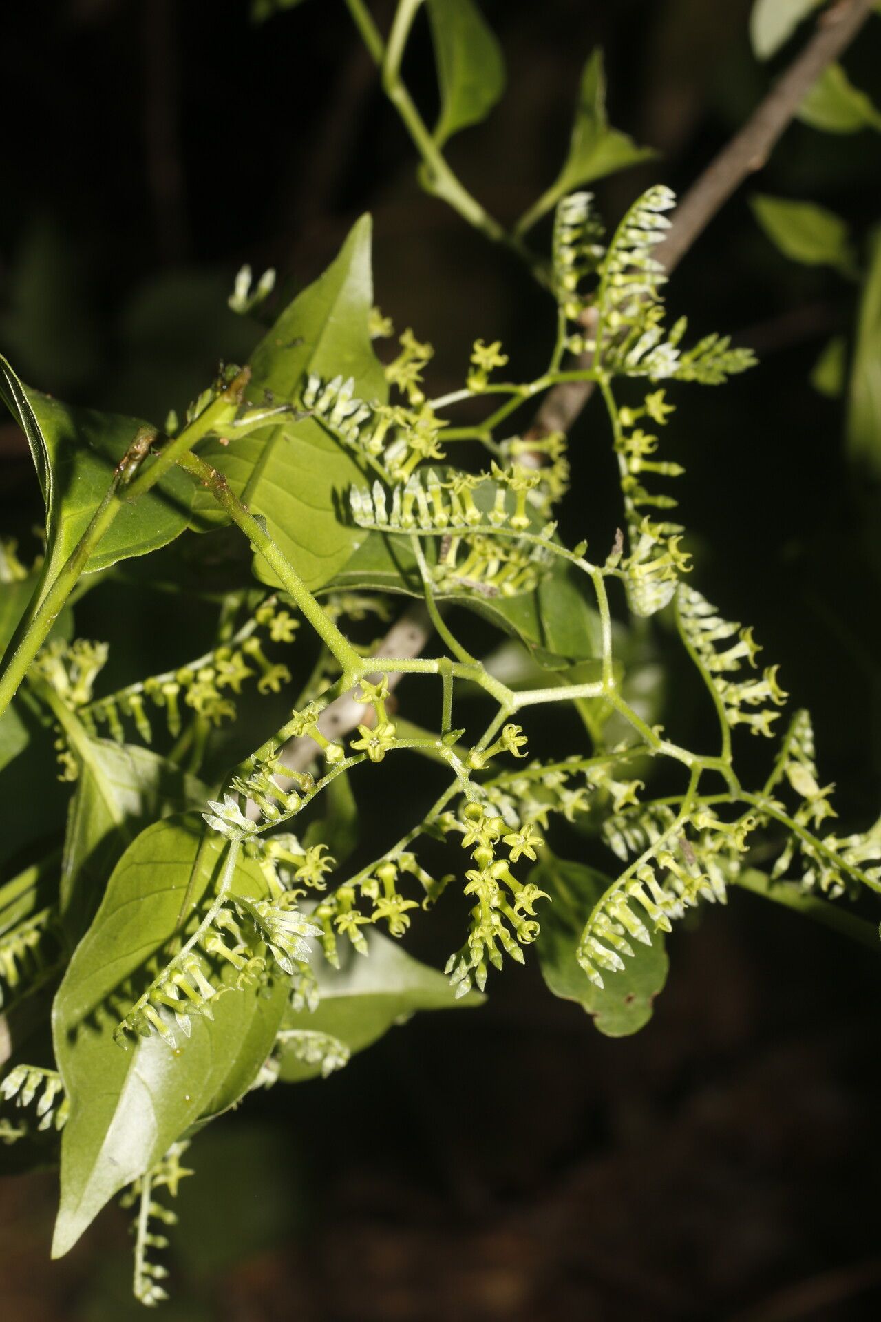 Tournefortia maculata flower