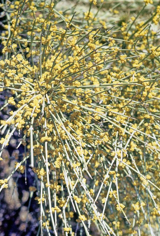 Ephedra californica — search result for 'Ephedra'