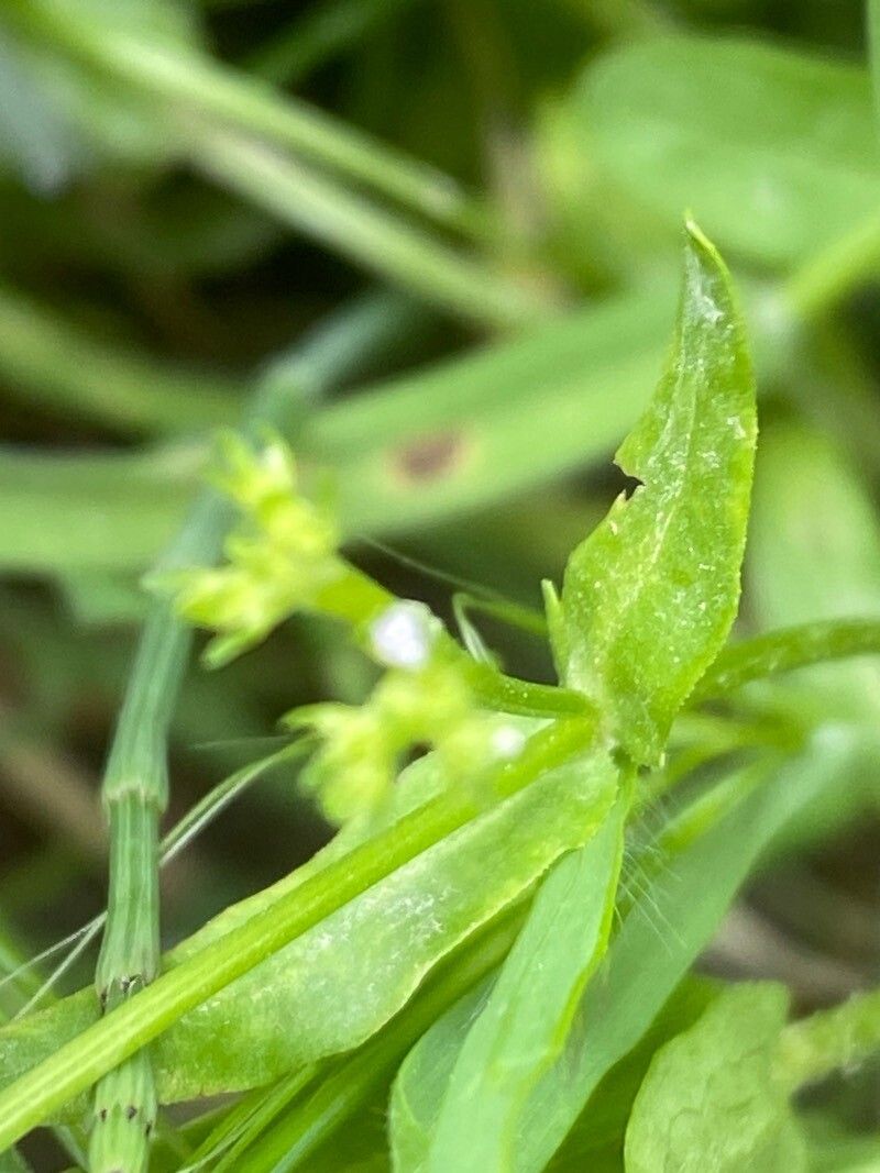 Valeriana dentata leaf