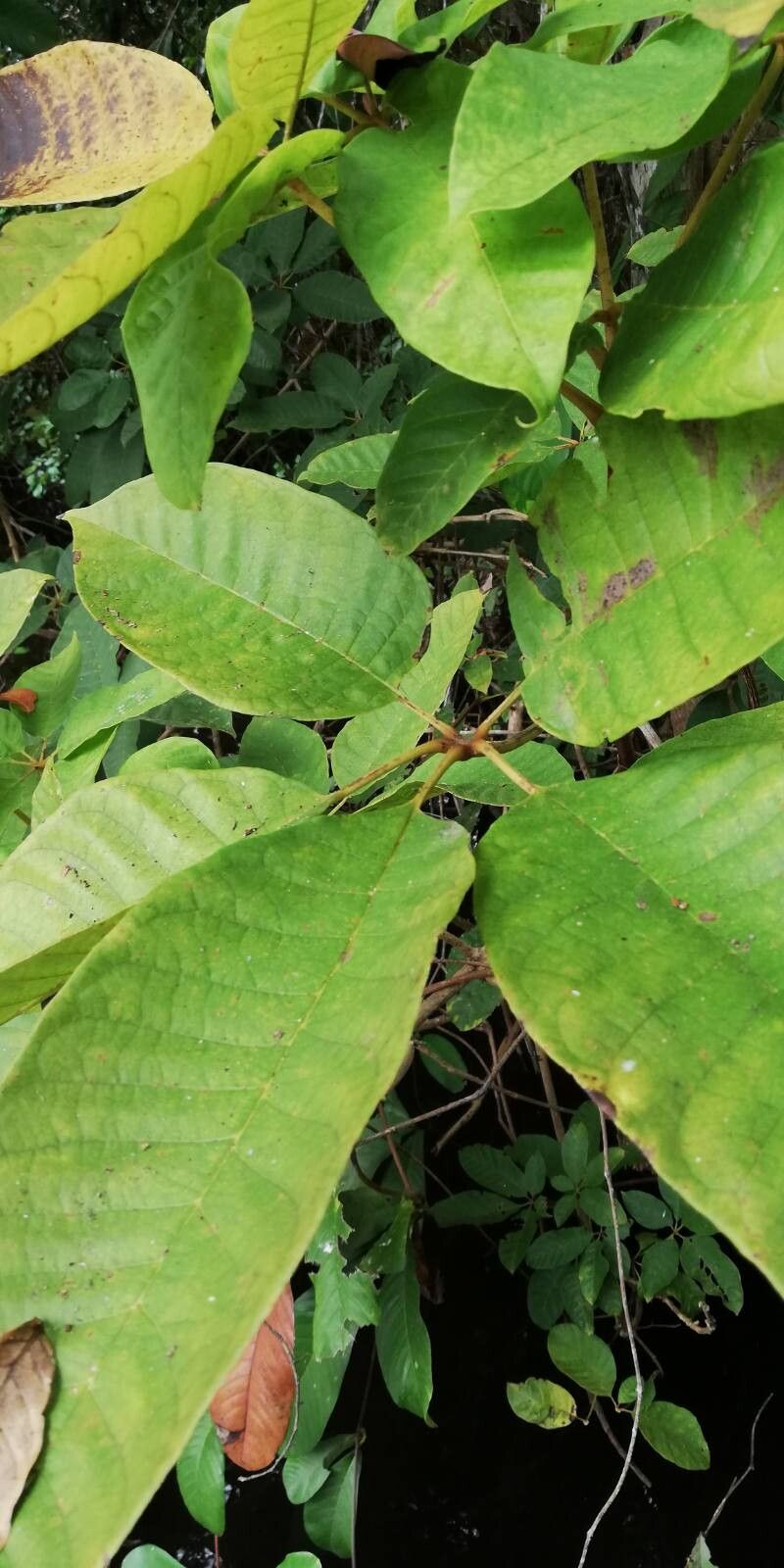 Vitex grandifolia leaf
