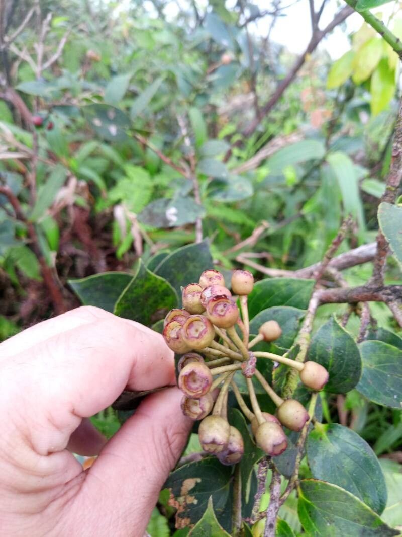 Vaccinium racemosum fruit
