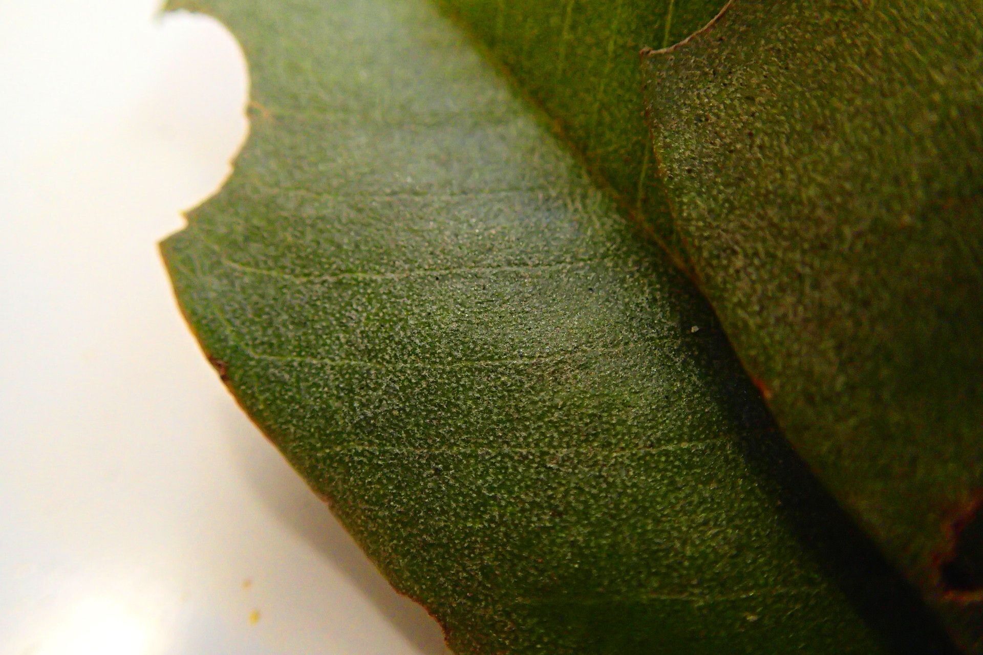 Quintinia media — related species from the same genus