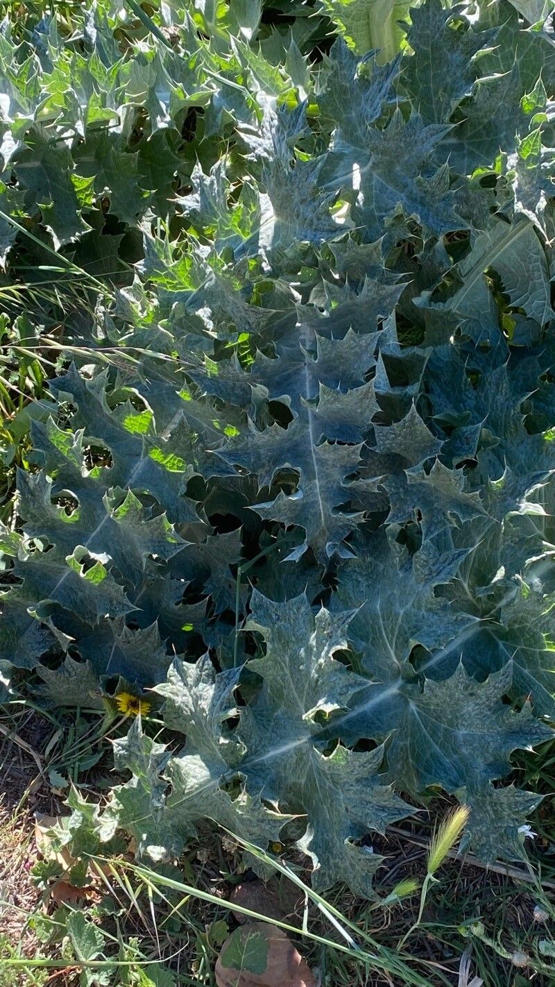 Onopordum macracanthum leaf