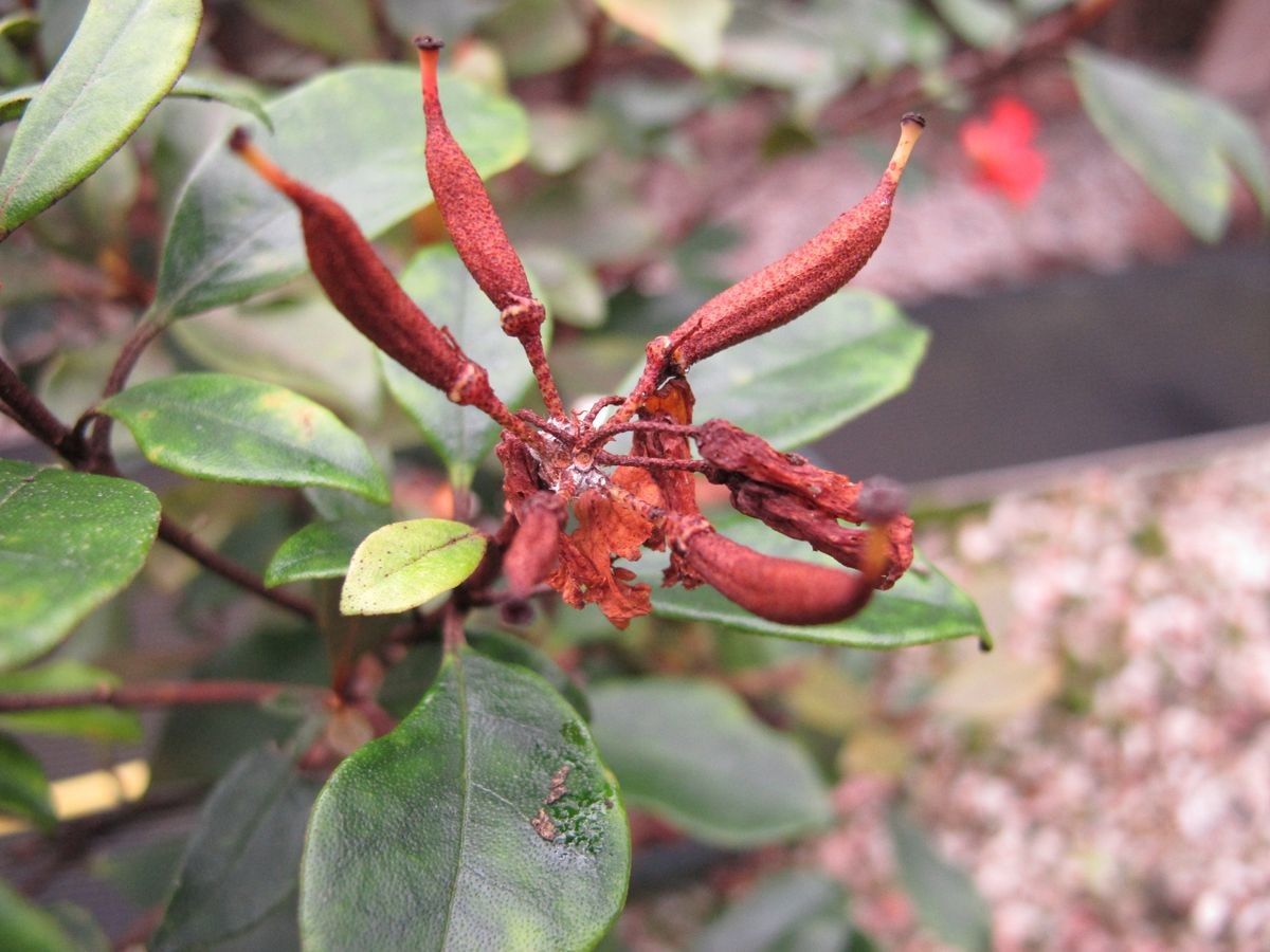 Rhododendron apoanum fruit