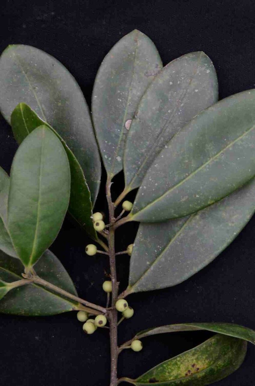 Ilex brasiliensis — search result for 'Aquifoliaceae'