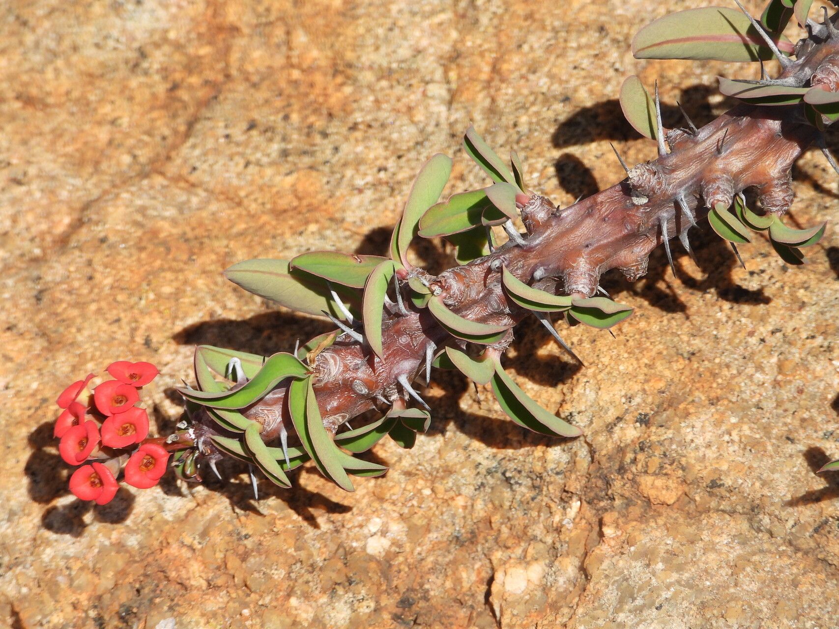 Euphorbia betrokana habit