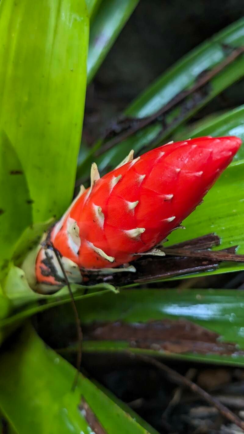 Guzmania berteroniana flower