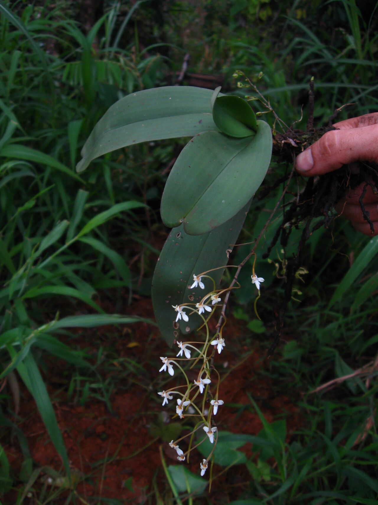 Angraecopsis lisowskii habit