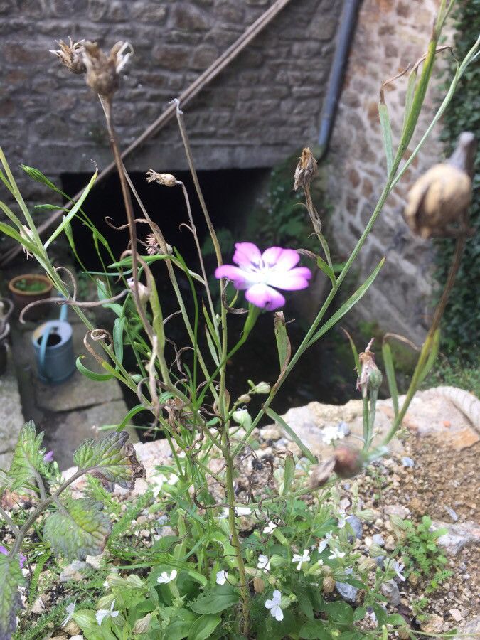 Eudianthe coeli-rosa habit